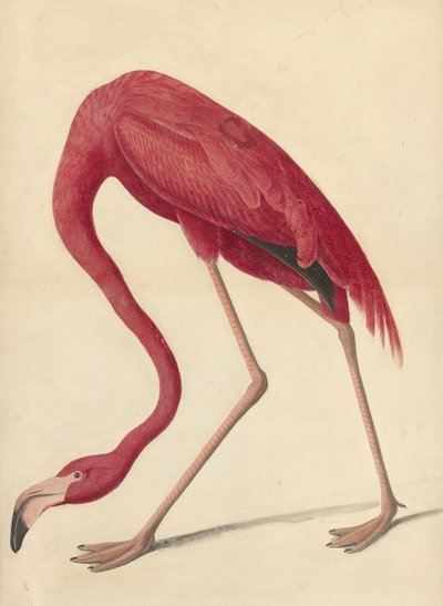 Greater Flamingo, 1838 by John James Audubon